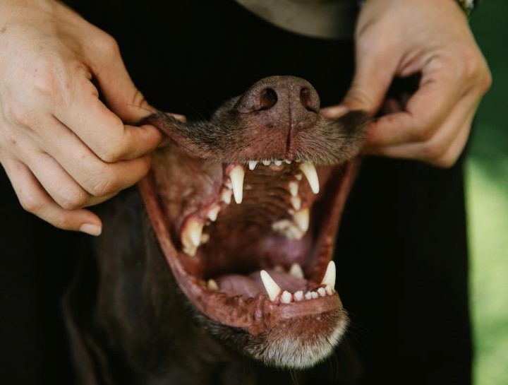 Preventive Dental Care